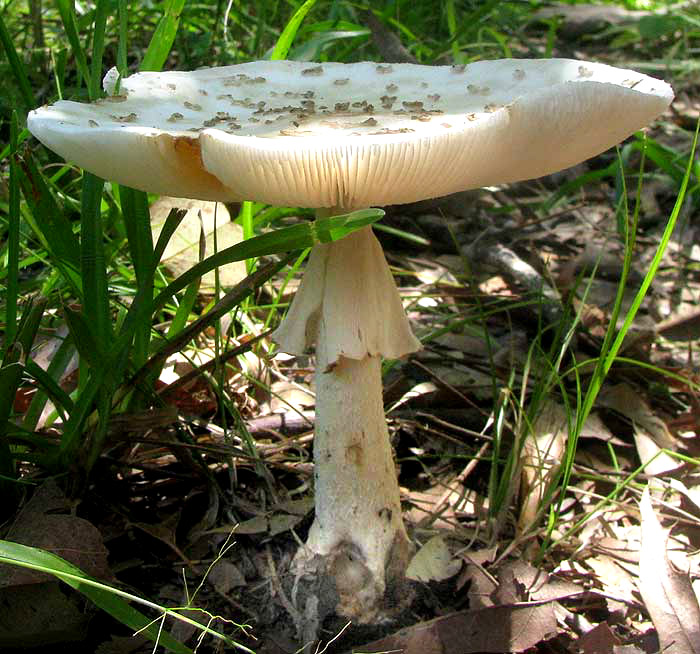 AMANITA COKERI