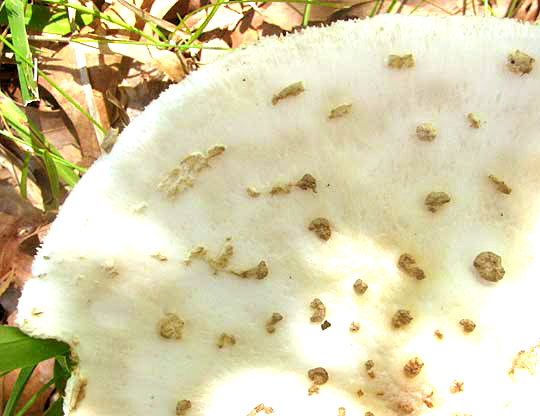 AMANITA COKERI, warts on cap