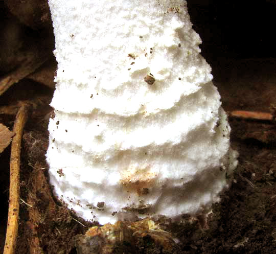 AMANITA COKERI, bulbous stem base