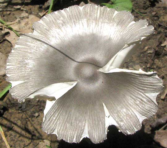 Grisette, AMANITA VAGINATA, umbo on old cap