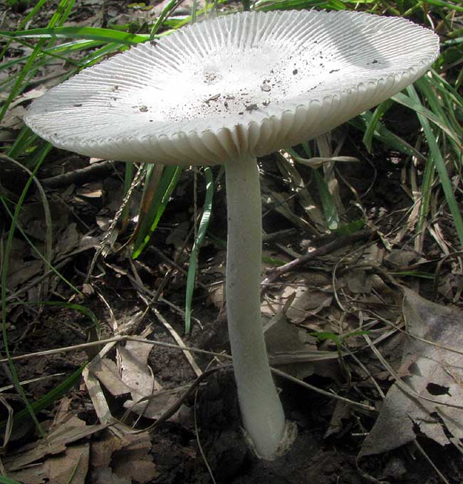 Grisette, AMANITA VAGINATA