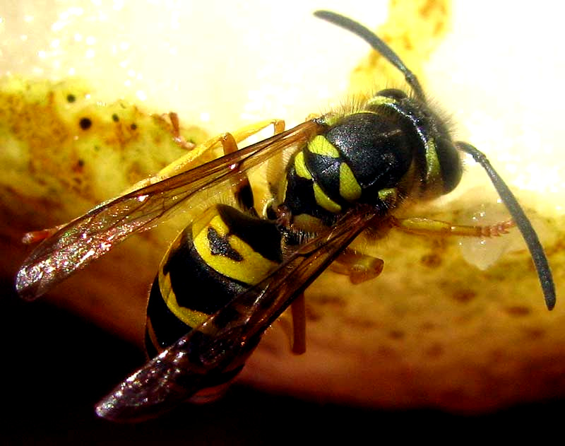 Eastern Yellowjacket, VESPULA MACULIFRONS