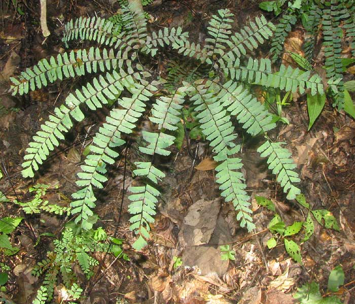 Northern Maidenhair Fern, ADIANTUM PEDATUM