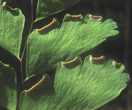 Northern Maidenhair Fern, ADIANTUM PEDATUM, sori