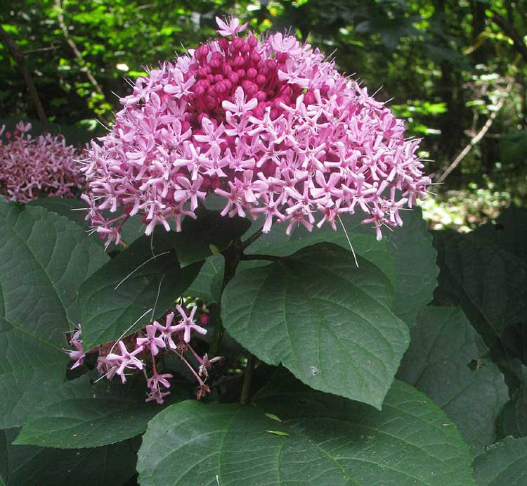 Rose Glorybower, CLERODENDRUM BUNGEI, flower heads and leaves