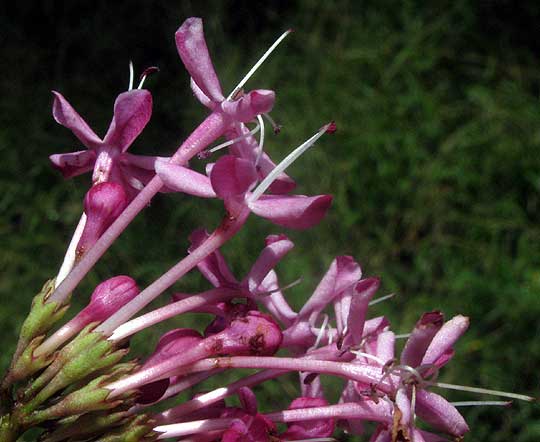 Rose Glorybower, CLERODENDRUM BUNGEI, flower close-up showing reflexed stamens