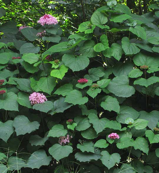 Rose Glorybower, CLERODENDRUM BUNGEI