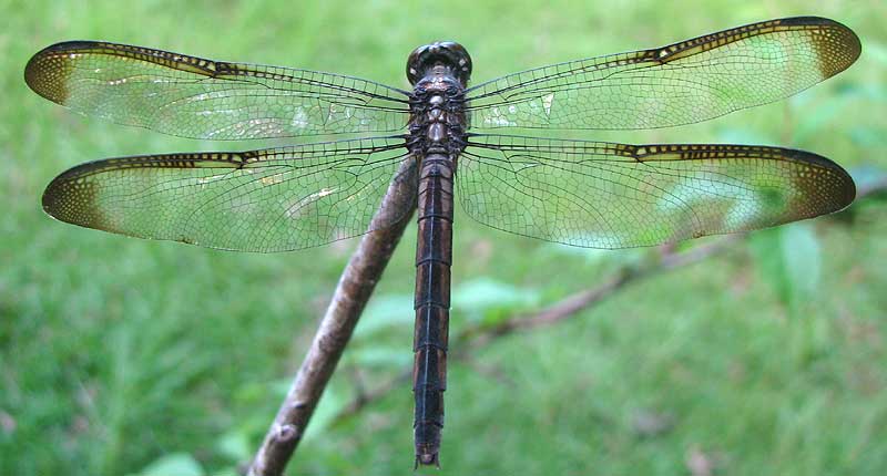 Great Blue Skimmer, LIBELLULA VIBRANS