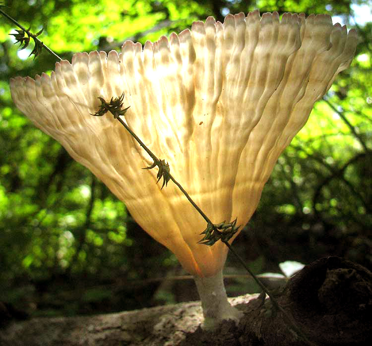 CYMATODERMA CAPERATUM, side view