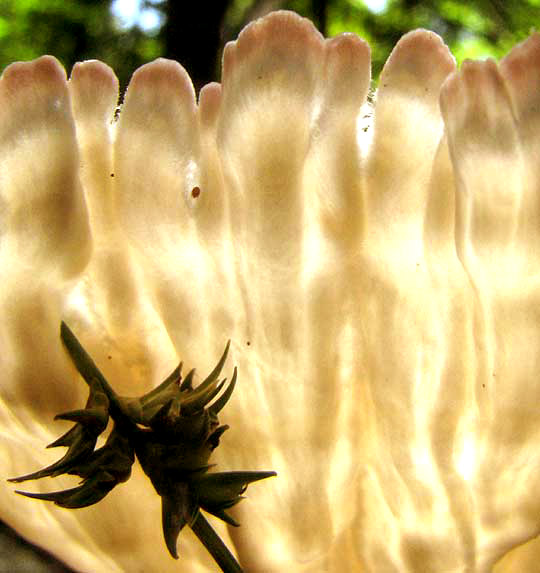 CYMATODERMA CAPERATUM, close-up of underside