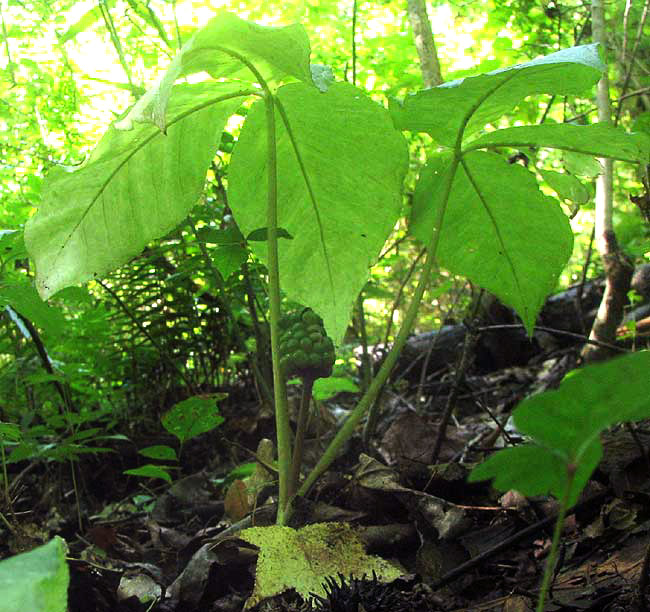 Jack-in-the-pulpit, ARISAEMA TRIPHYLLUM, leaves and immature fruits in August