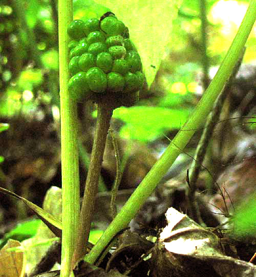 Jack-in-the-pulpit, ARISAEMA TRIPHYLLUM, close-up of immature fruits