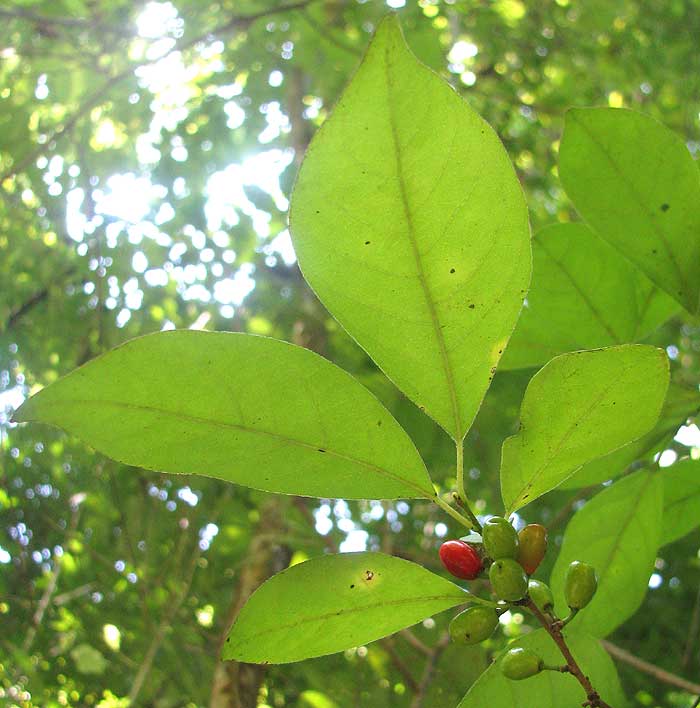 Spicebush, LINDERA BENZOIN, leaves and immature fruit