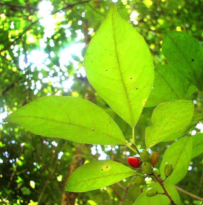 Spicebush, LINDERA BENZOIN, leaves and immature fruit