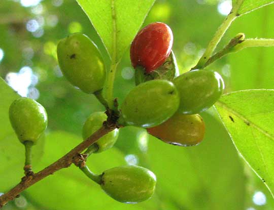 Spicebush, LINDERA BENZOIN, immature fruits