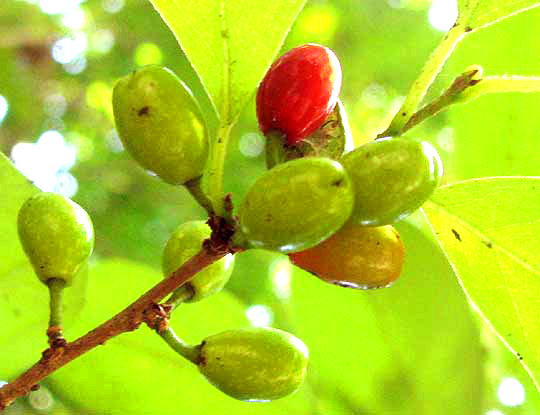 Spicebush, LINDERA BENZOIN, immature fruits