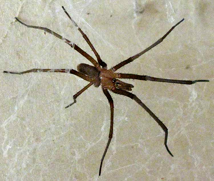 Southern House Spider, KUKULCANIA HIBERNALIS, male