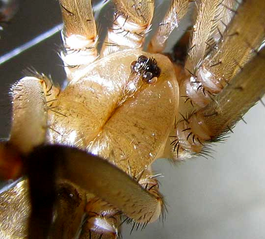 Southern House Spider, KUKULCANIA HIBERNALIS, close-up of cepalothorax showing eyes