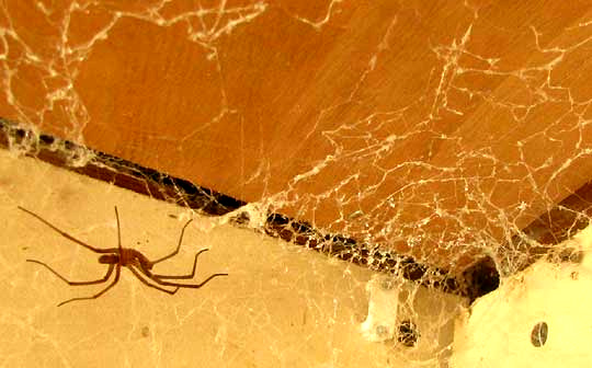 Southern House Spider, KUKULCANIA HIBERNALIS, male in web