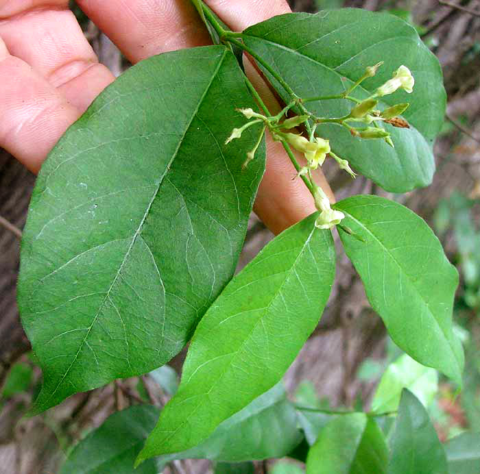 Climbing Dogbane, TRACHELOSPERMUM DIFFORME, flowers