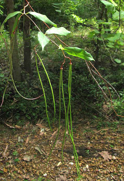 Climbing Dogbane, TRACHELOSPERMUM DIFFORME, fruits