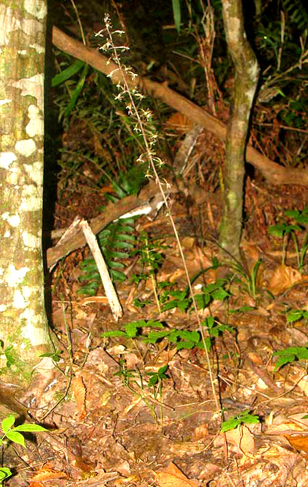 Cranefly Orchid, TIPULARIA DISCOLOR, inflorescence