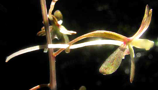 Cranefly Orchid, TIPULARIA DISCOLOR, flower close-up