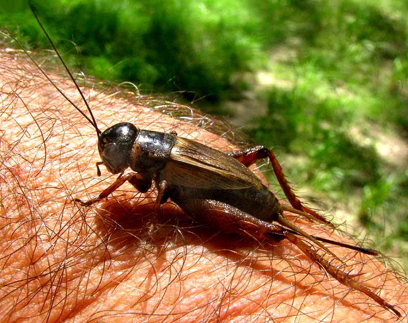 probably the Fall Field Cricket, GRYLLUS PENNSYLVANICUS