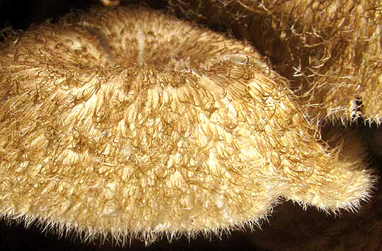 LENTINUS CRINITIS, hairs on cap