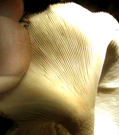 LENTINUS CRINITIS, gills and stem