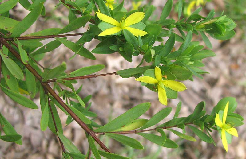 St. Andrew's Cross, HYPERICUM HYPERICOIDES, flowers and leaves