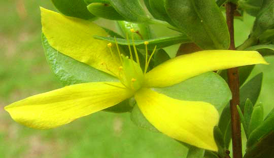 St. Andrew's Cross, HYPERICUM HYPERICOIDES, flower