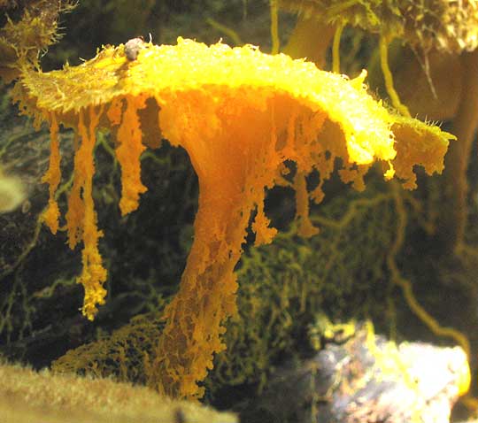 Slime Mold, possibly Physarum, attacking mushrooms, Lentinus crinitis