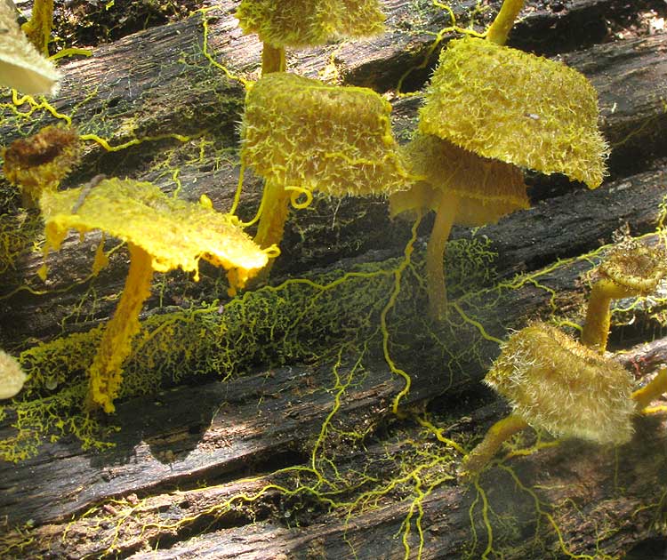 Slime Mold, possibly Physarum, attacking several mushrooms, Lentinus crinitis