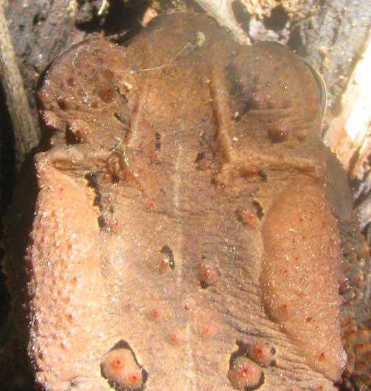 American Toad, BUFO AMERICANUS, cranial crests and paratoid glands