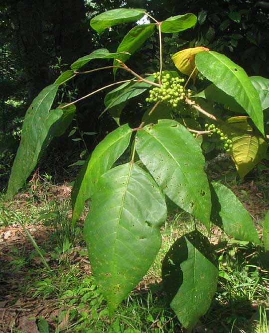 Poison Ivy, TOXICODENDRON RADICANS, leaves and fruits