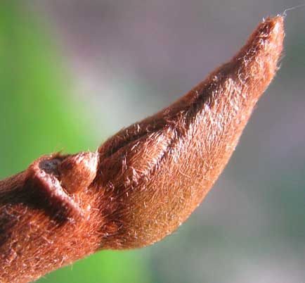 Poison Ivy, TOXICODENDRON RADICANS, naked bud