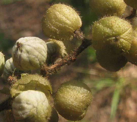Poison Ivy, TOXICODENDRON RADICANS, hairy fruits