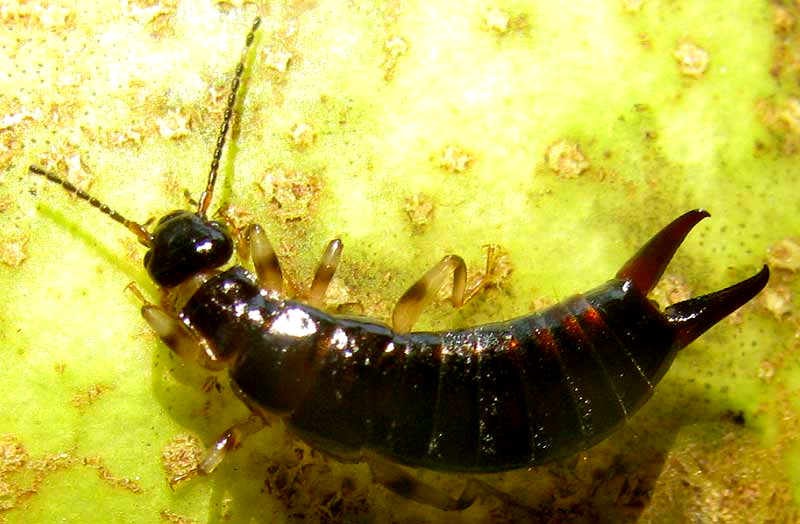 Ring-legged Earwig, EUBORELLIA ANNULIPES