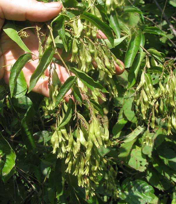 Lady's Eardrops, BRUNNICHIA OVATA, fruits and leaves