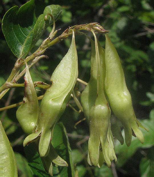 Lady's Eardrops, BRUNNICHIA OVATA, fruits