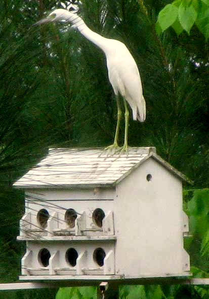 Little Blue Heron, EGRETTA CAERULEA, immature with yellowish legs