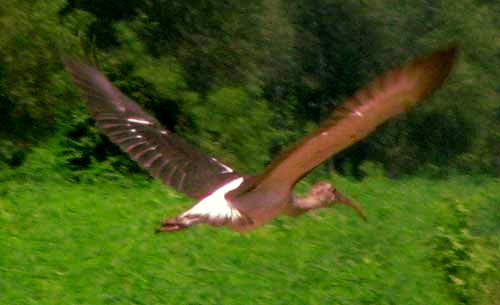 White Ibis, EUDOCIMUS ALBUS, juvenile flying, showing white rump