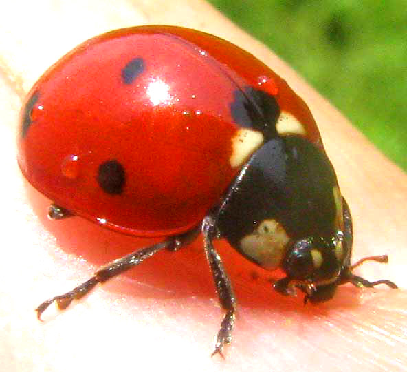 Seven-spotted Ladybug, COCCINELLA SEPTEMPUNCTATA