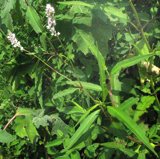 Pennsylvania Smartweed, PERSICARIA PENSYLVANICA, flowers & leaves