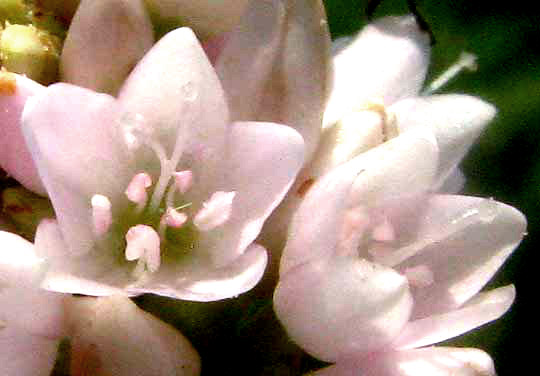 Pennsylvania Smartweed, PERSICARIA PENSYLVANICA, flower close-up