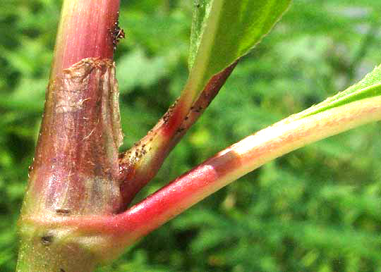 Pennsylvania Smartweed, PERSICARIA PENSYLVANICA, stipule