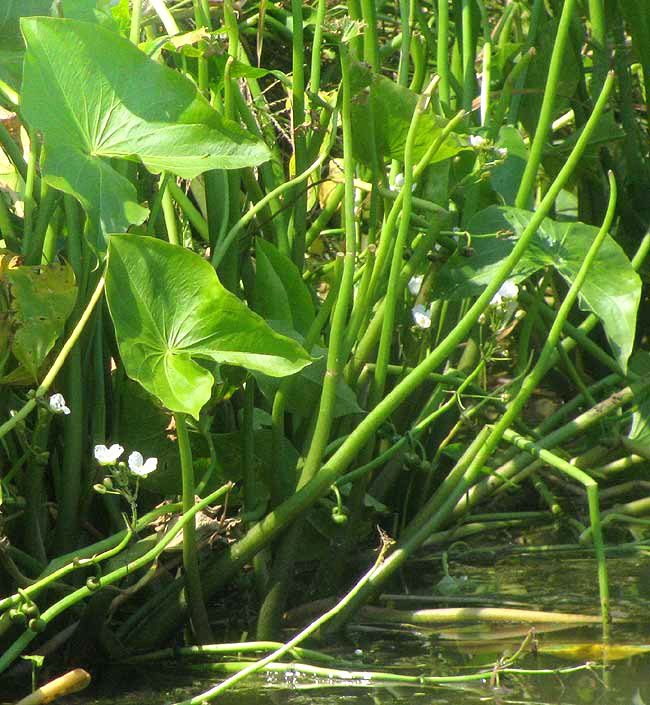 Hooded Arrowhead, SAGITTARIA MONTEVIDENSIS var. CALYCINA