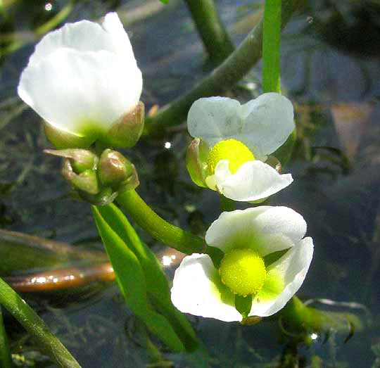 Hooded Arrowhead, SAGITTARIA MONTEVIDENSIS var. CALYCINA, flowers