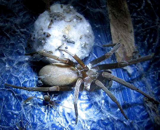 Southern House Spider, KUKULCANIA HIBERNALIS, female guarding egg sac, with immature spider nearby